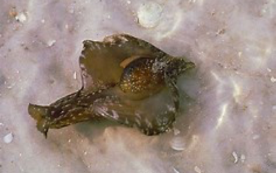 The Sea Hare – by the Beach BUM