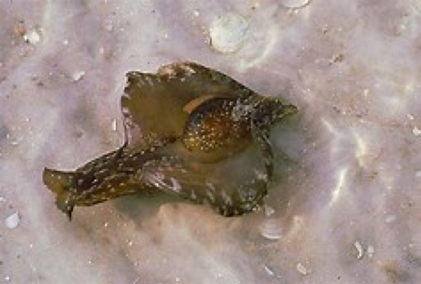 The Sea Hare – by the Beach BUM